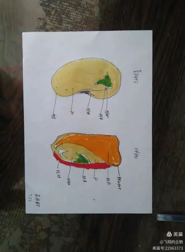 706班菜豆玉米种子结构